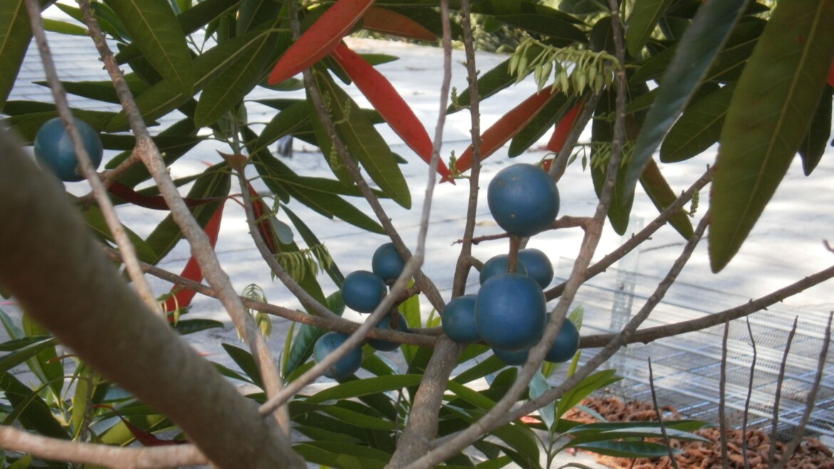 Rudraksha Dhanam